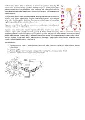 Organizmo funkcijų reguliavimas 3 puslapis