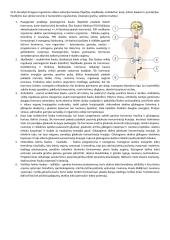 Organizmo funkcijų reguliavimas 4 puslapis