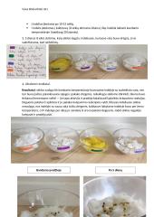 Sėklų dygimo tyrimas 2 puslapis