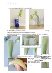 Vandens judėjimas augalo stiebu 2 puslapis