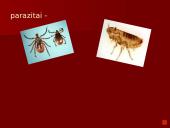 Organizmai ir juos supanti aplinka 12 puslapis