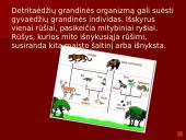 Organizmai ir juos supanti aplinka 15 puslapis
