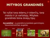 Organizmai ir juos supanti aplinka 17 puslapis