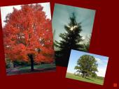 Organizmai ir juos supanti aplinka 8 puslapis