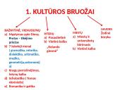 Viduramžių europos kultūra skaidrės 2 puslapis