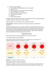 Kraujotakos sistema - teorinė medžiaga 6 puslapis