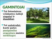 Ekosistema. Bendrija. Funkcinės karalijos  9 puslapis