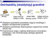 Mitybos grandinės ir tinklai 11 puslapis
