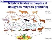 Mitybos grandinės ir tinklai 13 puslapis