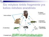 Mitybos grandinės ir tinklai 14 puslapis