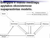 Mitybos grandinės ir tinklai 3 puslapis