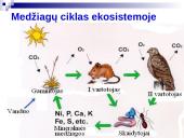 Mitybos grandinės ir tinklai 4 puslapis