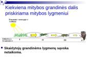 Mitybos grandinės ir tinklai 7 puslapis