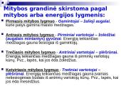 Mitybos grandinės ir tinklai 8 puslapis