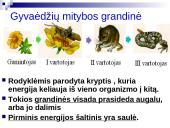 Mitybos grandinės ir tinklai 9 puslapis