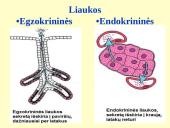 Homeostazę palaikančios vidaus sekrecijos liaukos 2 puslapis