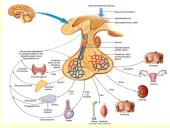 Homeostazę palaikančios vidaus sekrecijos liaukos 11 puslapis