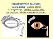 Homeostazę palaikančios vidaus sekrecijos liaukos 3 puslapis