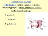 Homeostazę palaikančios vidaus sekrecijos liaukos 4 puslapis