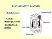 Homeostazę palaikančios vidaus sekrecijos liaukos 5 puslapis