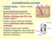 Homeostazę palaikančios vidaus sekrecijos liaukos 6 puslapis