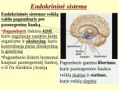 Homeostazę palaikančios vidaus sekrecijos liaukos 9 puslapis