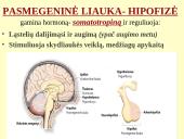 Homeostazę palaikančios vidaus sekrecijos liaukos 10 puslapis