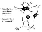 Plačiai apie sinapsę 2 puslapis