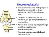 Plačiai apie sinapsę 11 puslapis