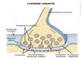 Plačiai apie sinapsę 19 puslapis