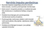 Plačiai apie sinapsę 20 puslapis