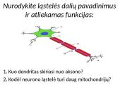 Plačiai apie sinapsę 3 puslapis