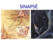 Plačiai apie sinapsę 4 puslapis