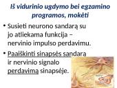 Plačiai apie sinapsę 5 puslapis