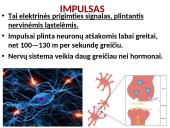 Plačiai apie sinapsę 6 puslapis
