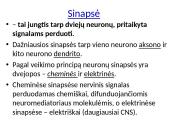 Plačiai apie sinapsę 7 puslapis