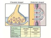 Plačiai apie sinapsę 8 puslapis