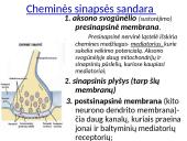 Plačiai apie sinapsę 9 puslapis