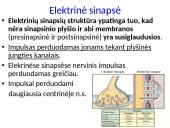 Plačiai apie sinapsę 10 puslapis