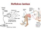 Reflekso lankas. Sąlyginiai ir nesąlyginiai refleksai  11 puslapis