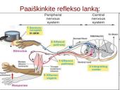 Reflekso lankas. Sąlyginiai ir nesąlyginiai refleksai  12 puslapis