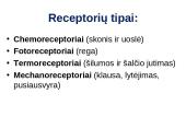 Reflekso lankas. Sąlyginiai ir nesąlyginiai refleksai  13 puslapis