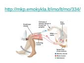 Reflekso lankas. Sąlyginiai ir nesąlyginiai refleksai  15 puslapis