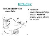 Reflekso lankas. Sąlyginiai ir nesąlyginiai refleksai  16 puslapis