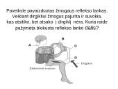 Reflekso lankas. Sąlyginiai ir nesąlyginiai refleksai  17 puslapis