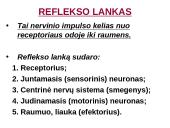 Reflekso lankas. Sąlyginiai ir nesąlyginiai refleksai  8 puslapis