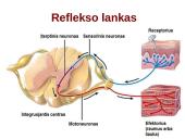 Reflekso lankas. Sąlyginiai ir nesąlyginiai refleksai  9 puslapis