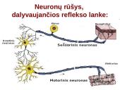 Reflekso lankas. Sąlyginiai ir nesąlyginiai refleksai  10 puslapis
