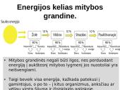 Energijos virsmai. Ekologinės piramidės  8 puslapis