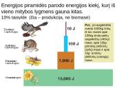 Energijos virsmai. Ekologinės piramidės  10 puslapis